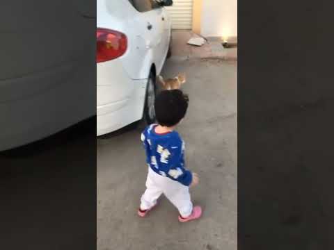 قطة تهاجم طفل صغير      