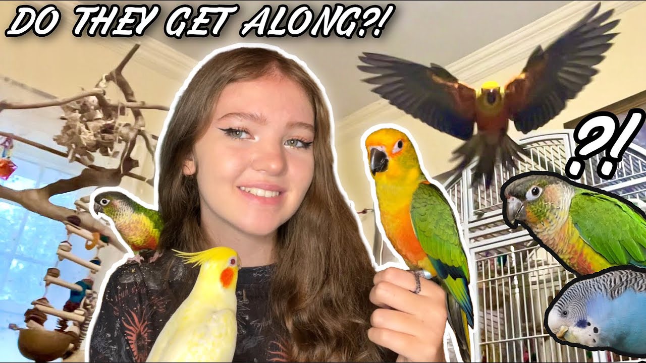 My New Conure Meets The Flock!! | How I Got My Birds To Get Along!