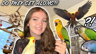 MY NEW CONURE MEETS THE FLOCK!! | How I got my birds to get along!
