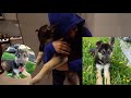 I SURPRISED MY LIL SISTER WITH A BLUE EYED HUSKY!!  *$5,000 Animal*
