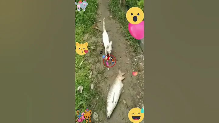 Watch the video about Cute dogs and cat funny animals videos #funny #funnyanimals #pets #cute #cat #cutanimalshort