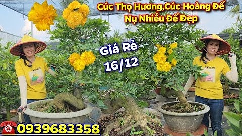 Chợ Mai 16/12👉Cúc Thọ Hương🌻Cúc Hoàng Đế Nụ Nhiều Đế đẹp✨️Giá rẻ☎️0939683358🙂CS Cần Thơ HG