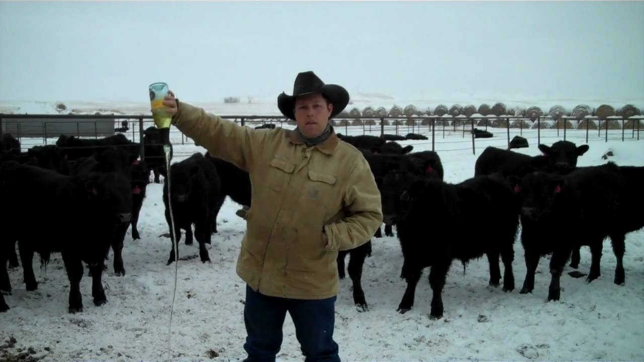 Yellow Tail is now Yellow Fail - YouTube