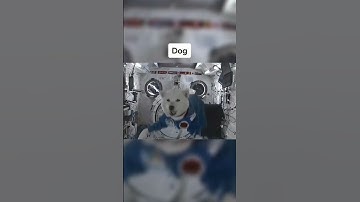 Animals reacting to zero gravity #shorts #zerogravity