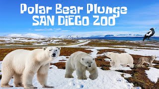 Uncaged Zoo Tours: Polar Bear Plunge at the World-Famous San Diego Zoo ft. Polar Bears #subscribe