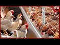 🐓▦ Клеточное или Напольное содержание Кур Несушек ▦🐓 Что лучше выбрать