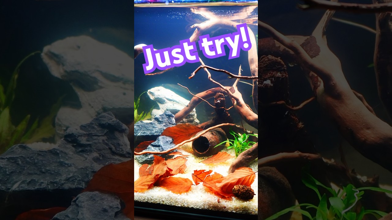 EASY Planted Tank for NANO Predator! #aquascape #aquarium
