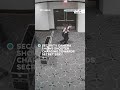 Security camera shows shooter charging towards Secret Service agents
