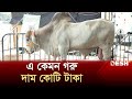         cow  news  desh tv