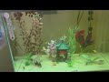 20 Gallon High Fish 🐟 Tank