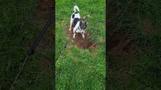 jack russell digging #dog #puppy #funny #pet #cute #sweet #funnyvideo