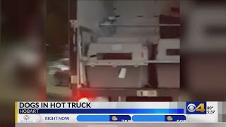 8 dogs die from extreme heat in northern Indiana during unairconditioned drive