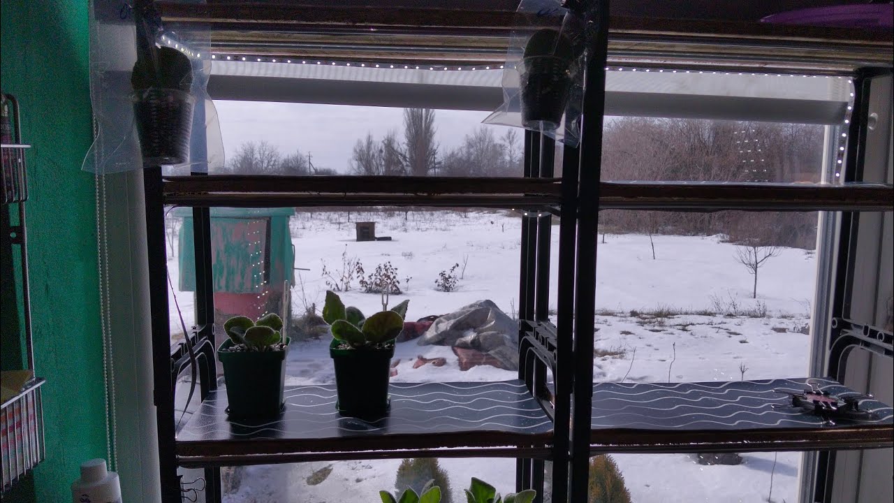 01.03.26. Поглиблюю знання у квітникарстві