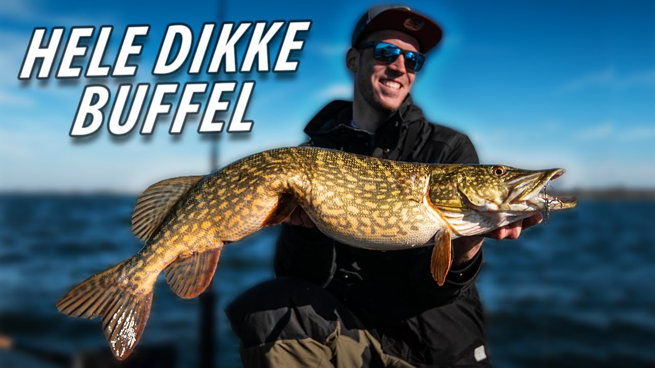 WIJ VANGEN GROTE SNOEKEN IN ONDIEP WATER! Fishuals YouTube