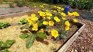 Garten 2023#43 – Gartenimpressionen Juni 2023.