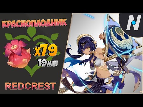 ВСЕ КРАСНОПЛОДНИКИ - ЛУЧШИЙ Маршрут Сбора | GENSHIN IMPACT