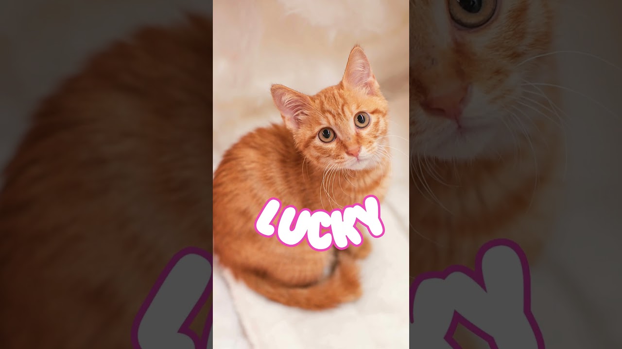 L NAMES for Cats - (10 POPULAR Cat Names That Start With "L" for Male and Female Cats) 