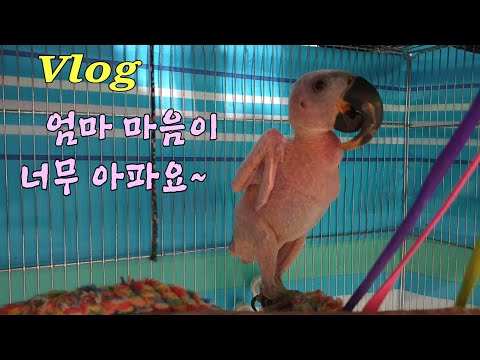 이렇게 예쁘고 사랑스러운데... #아픈#앵무새#이야기 K-parrot [똘이뷰] Korean-gray parrot#shorts
