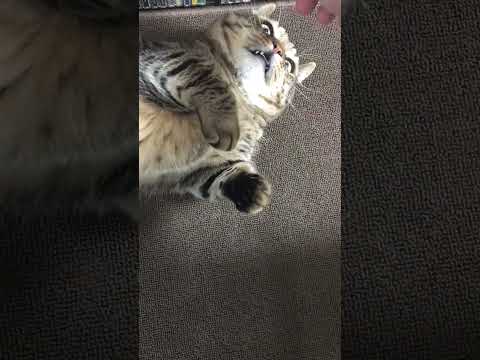 🐈