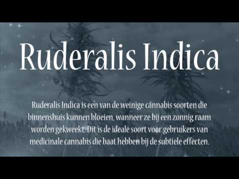 Ruderalis Indica | introductie