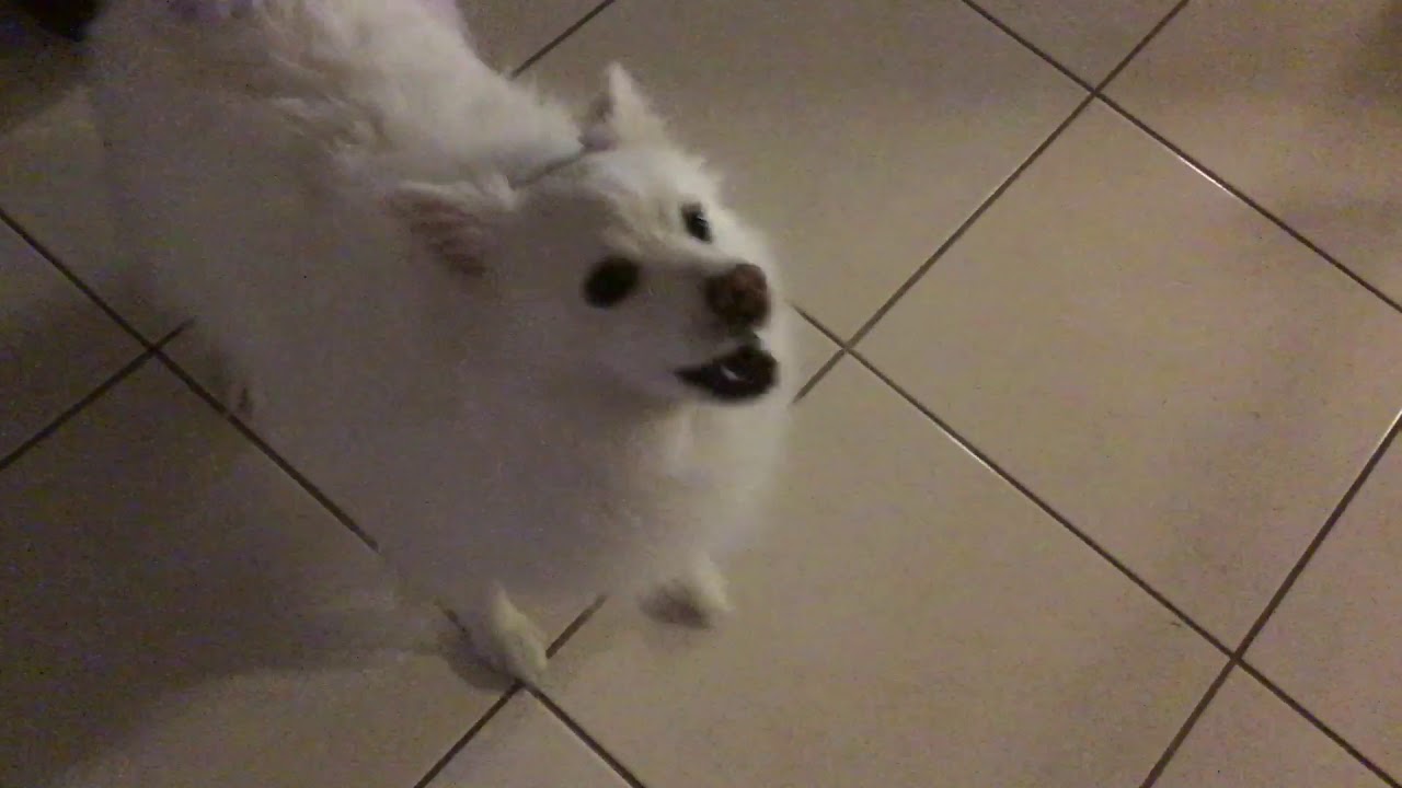 The new Gabe the dog. YouTube