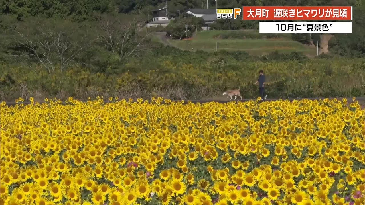 まるで黄色いじゅうたん」秋空の下広がる満開のヒマワリ 大月町で今が