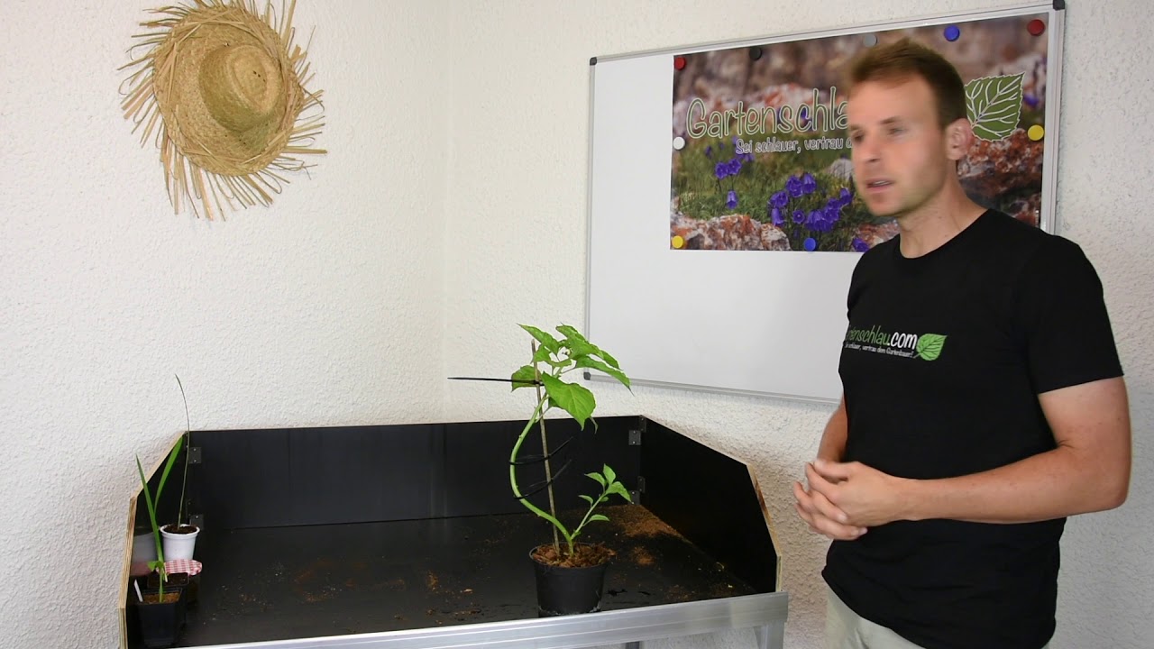 Chilipflanze wächst schief: So richtest du sie schonend auf
