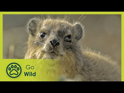 Video: Äter dassies morötter?