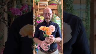 Best for fragrance collection 2026 #gardenerben #fragrance #roses #fragrantroses