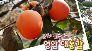 딱 감이 오네! 영암 대봉감 [전국시대 목포] screenshot 1