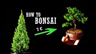 Bonsai Design in 1 minute | Commercial Chamaecyparis Thyoides