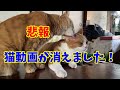 《悲報》猫動画を保存しているハードディスクが壊れました、ここ3年分位が、再生不可で消えました。最近動画を作っていなかったから、バチが当たりました、カメラの中に残っているのを出していこうと思います。