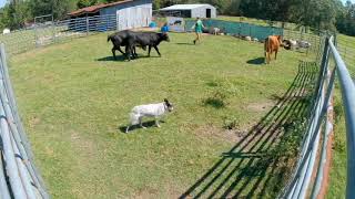 Chica Off Balance Flanks 9-21-22