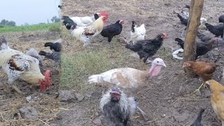 Rooster Crowing Sounds For Relaxation Different Breeds Of Roosters & Backyard Pets