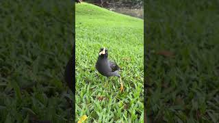 Javan Myna |  The white-vented Myna  #shorts