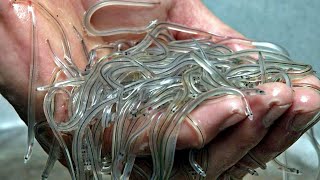 How Asian Farmers Raise and Harvest Millions of Eels - Eel Meat Processing in Factory