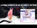 ¡La FORMA CORRECTA de DARLE DE COMER A TUS PECES? 🐠 | AcuariosLP