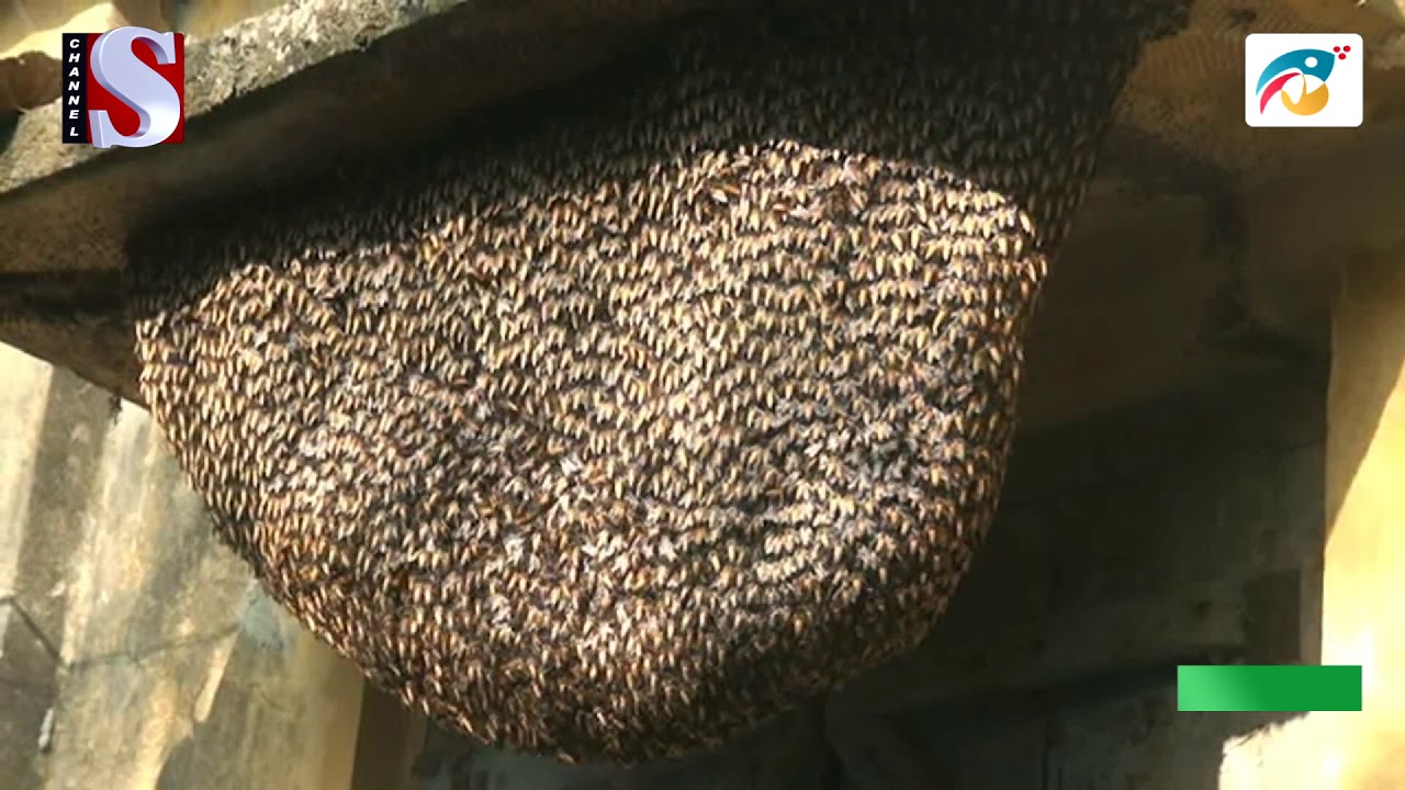 বছরের পর বছর মৌমাছি পালন করে আসছে বাড়িটি ।