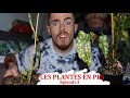 Les plantes en pls  episode 3