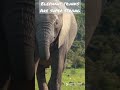 Do You Know What An Elephant Is Capable Of? It's Insane! Animal Facts
