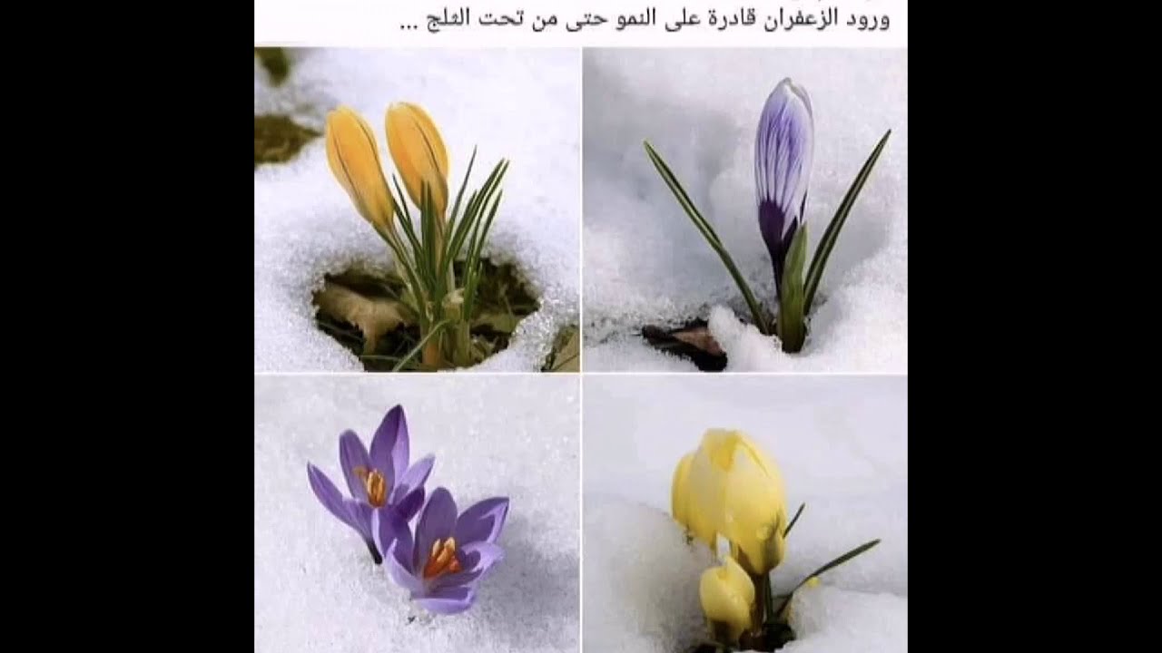 خصائص النظام البيئي 🌴📖(تعدد المكونات) علوم بيئية جيولوجياثانوية عامة 2021👏👏 افهمها ما تحفظهاش 💪🏼💪🏼