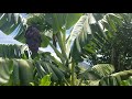 Where to plant fruit trees and the mistakes I've made