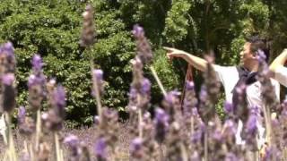 Ashcombe Maze and Lavender Gardens