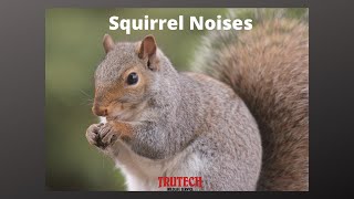 Squirrel Noises | What Do Squirrels Sound Like? | Trutech Wildlife Service screenshot 4