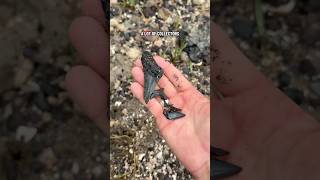 We found FIVE shark teeth at once?! 🦈☘️ #fossils