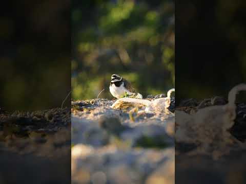Видео: Малый зуёк #littleringedplover #saintpetersburg #birds #birdvideos