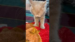Cute video shorts #viralvideoshort #cat #funny #pets #funny #cat #viralvideoshort