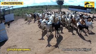 My friend whom I assisted to acquire land has lots of goats and chicken in Kilibasi!