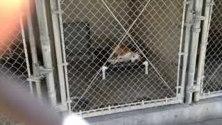 Ralph Is Free - Video By Pit A Boo, Sol And Kelly