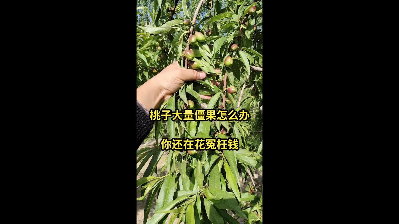 桃子出现大小果两极分化，大家认为还有补救措施吗#新农人计划2023 #抖音助农 #来抖音学农枝 #乡村守护人 #关注我每天为你分享更多农业知识